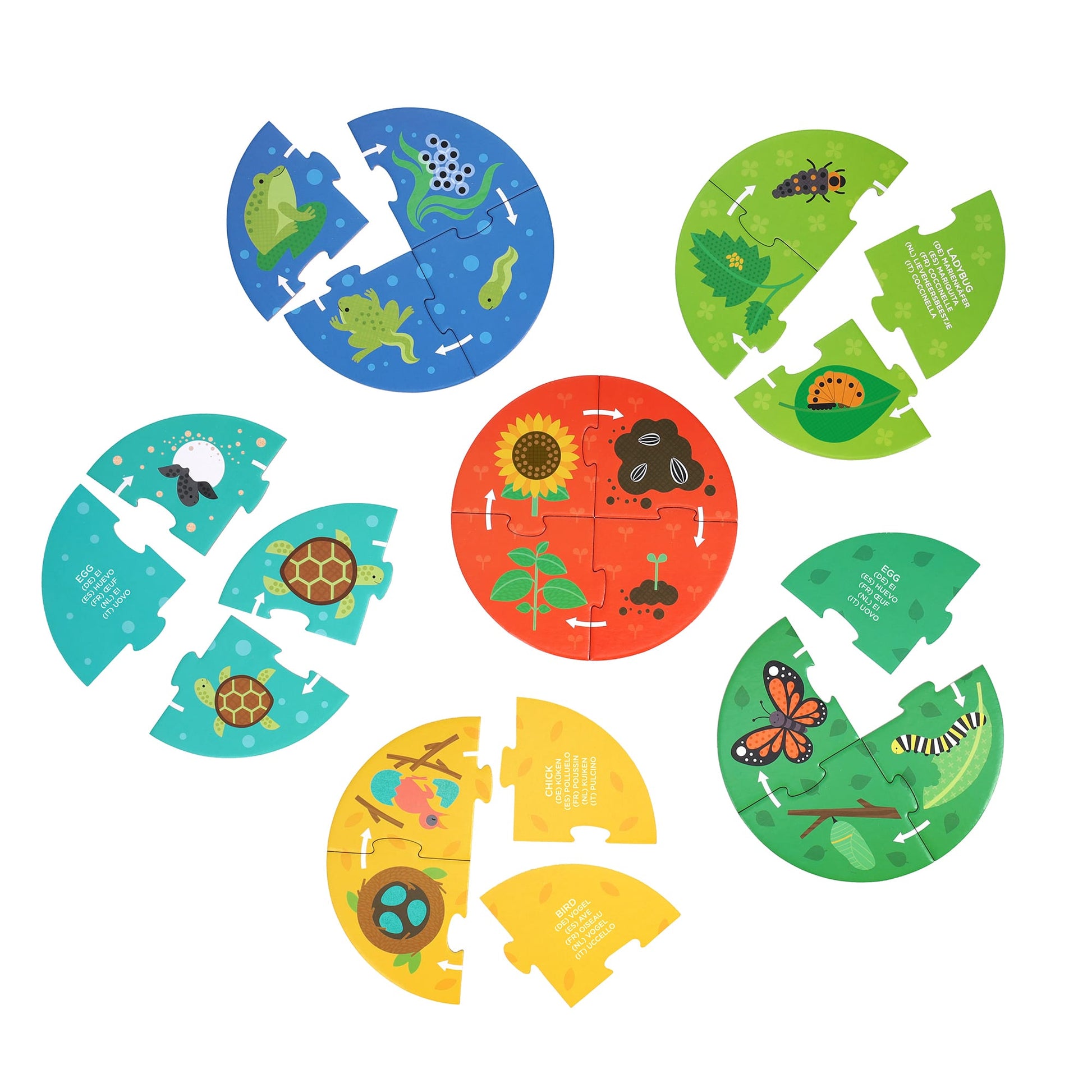 Discovery Puzzle: Life Cycle